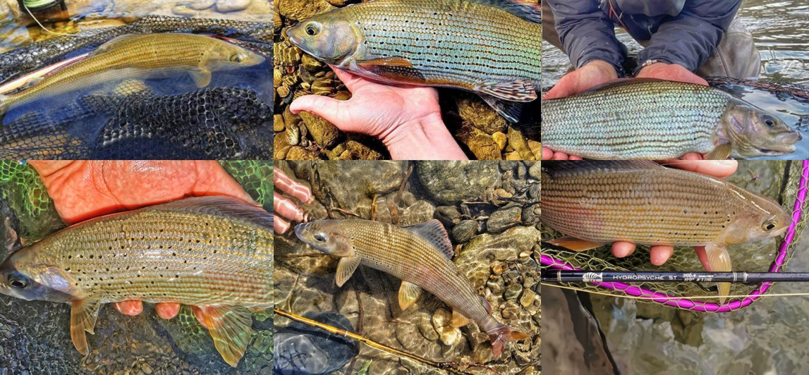 Grayling photo competition 2020